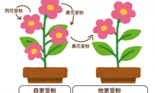 苹果打豆浆的功效是什么-苹果打豆浆的功效与作用、苹果打豆浆最佳搭配通便 -苹果打豆浆的功效网