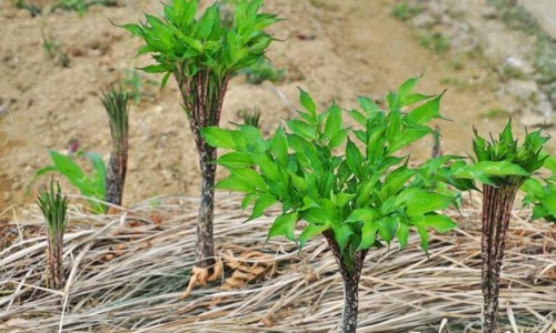 苹果打豆浆的功效与禁忌-苹果打豆浆的功效与作用、苹果打豆浆最佳搭配通便 -苹果打豆浆的功效网