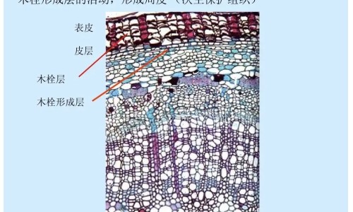 苹果打豆浆的功效与作用、苹果打豆浆最佳搭配通便 -苹果打豆浆的功效网