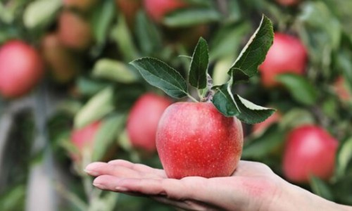 黄豆加苹果打豆浆的功效-苹果打豆浆的功效与作用、苹果打豆浆最佳搭配通便 -苹果打豆浆的功效网